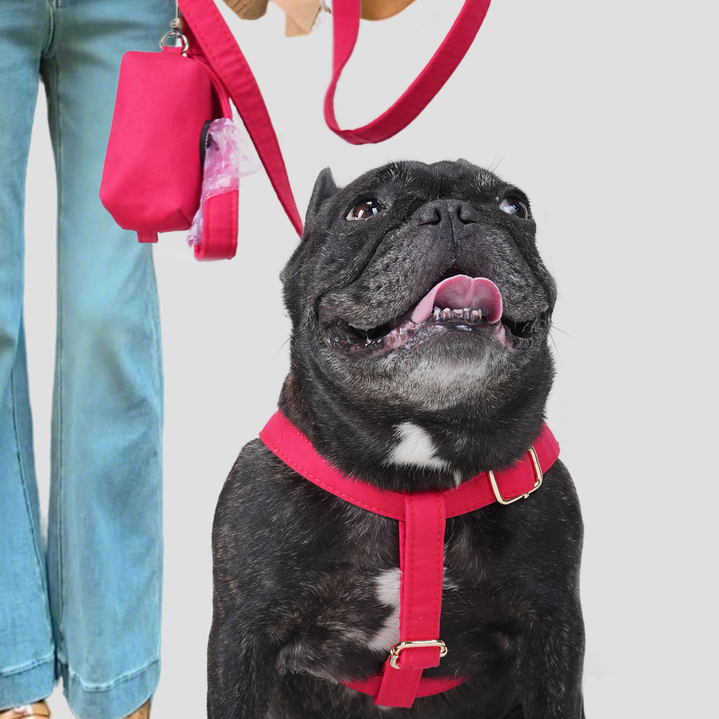 Dog wearing a Poinciana Red harness with a person holding a poop bag in the background