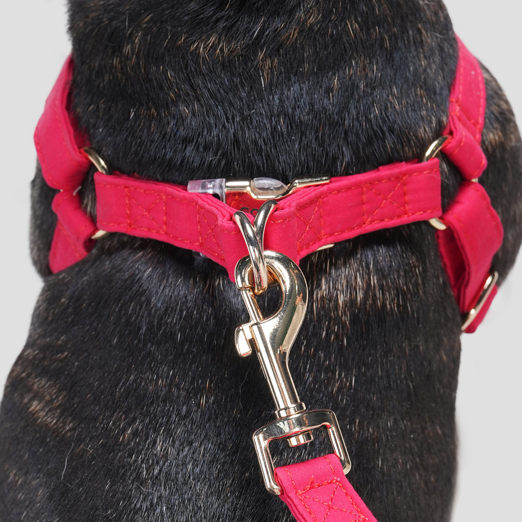 100% Cotton Adjustable Step-In Dog Harness Gold Poinciana Red dog wearing the harness back