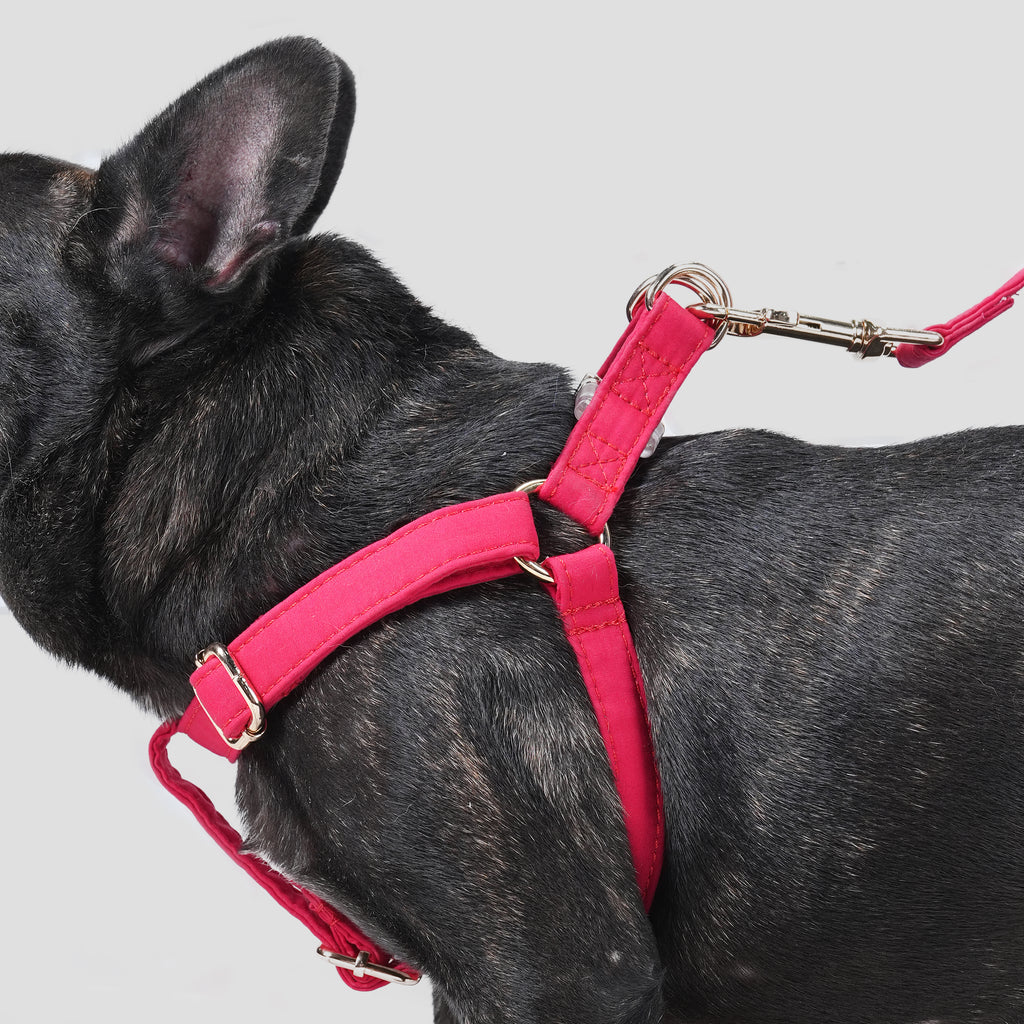 100% Cotton Adjustable Step-In Dog Harness Gold Poinciana Red dog wearing the harness side