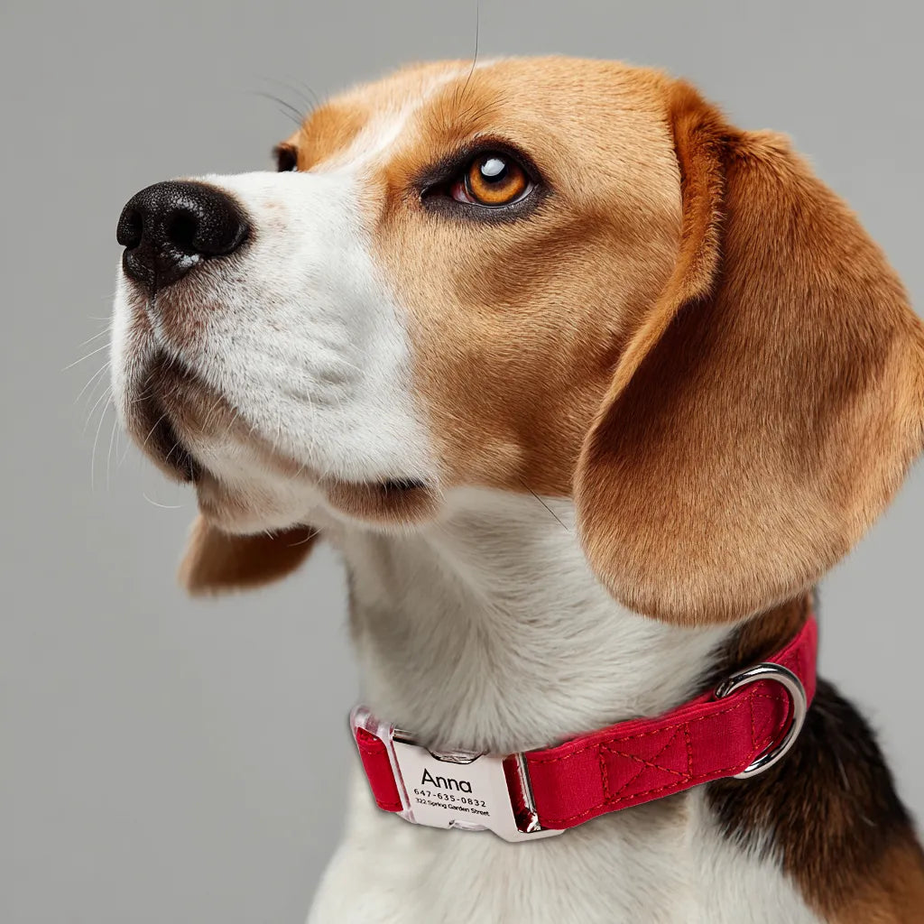 Dog wears 100% Cotton Personalized Dog Collar Engraved sliver Poinciana Red