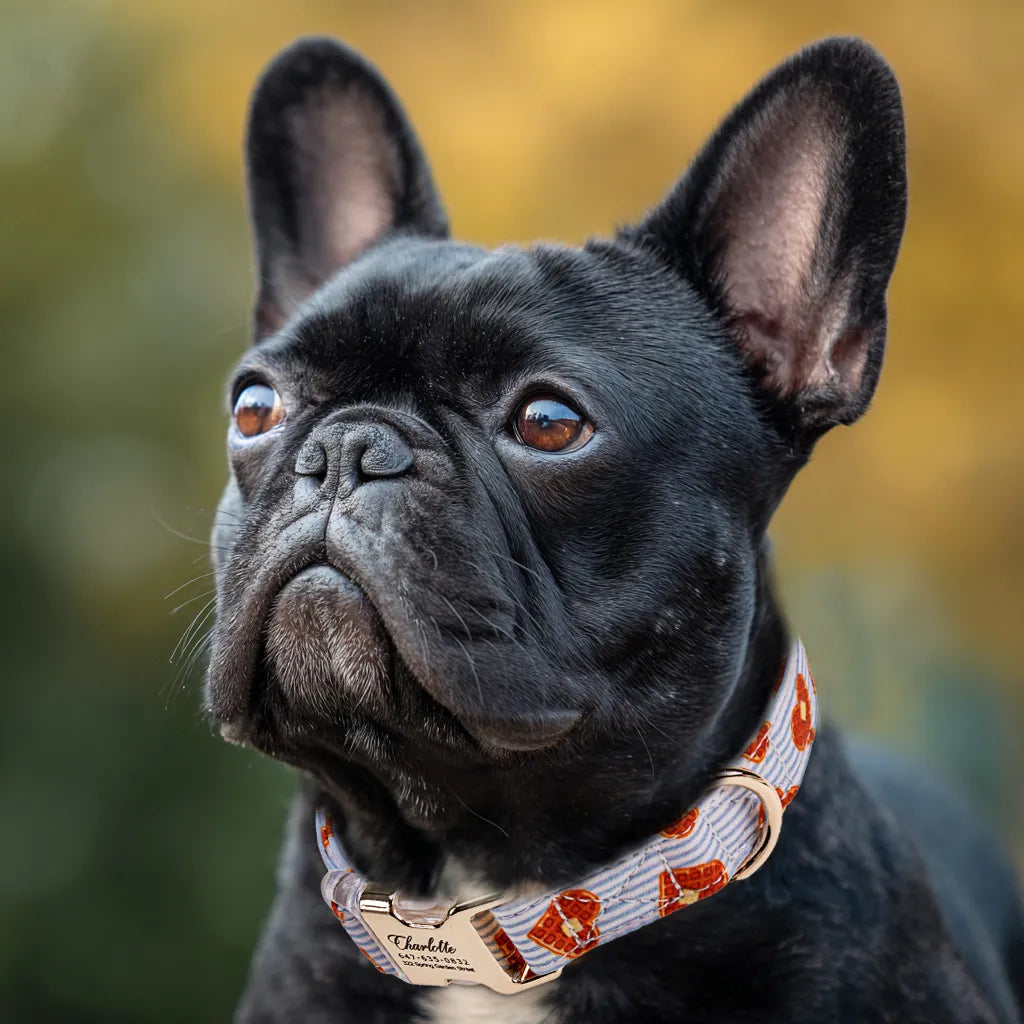 Dog wears 100% Cotton Personalized Dog Collar Engraved Gold Butter Waffles