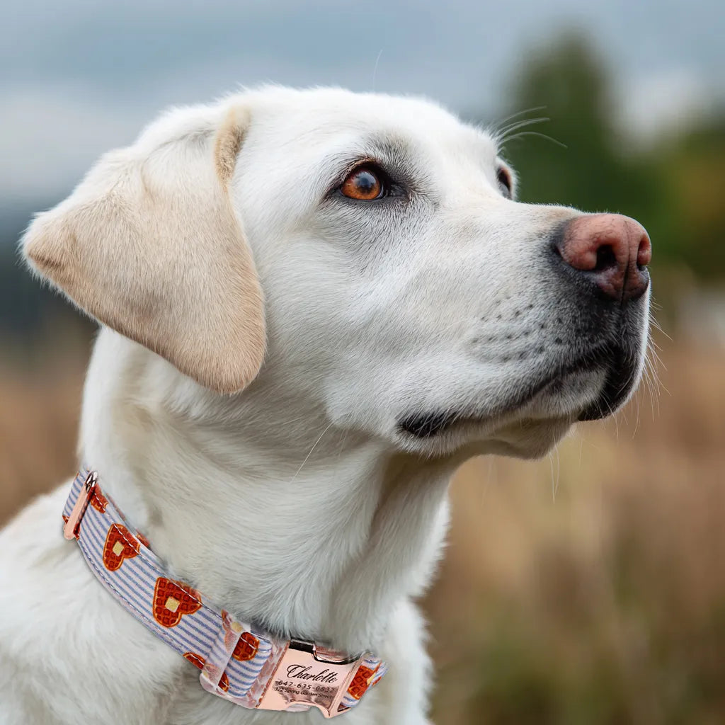 Dog wears 100% Cotton Personalized Dog Collar Engraved Rose Gold Butter Waffles