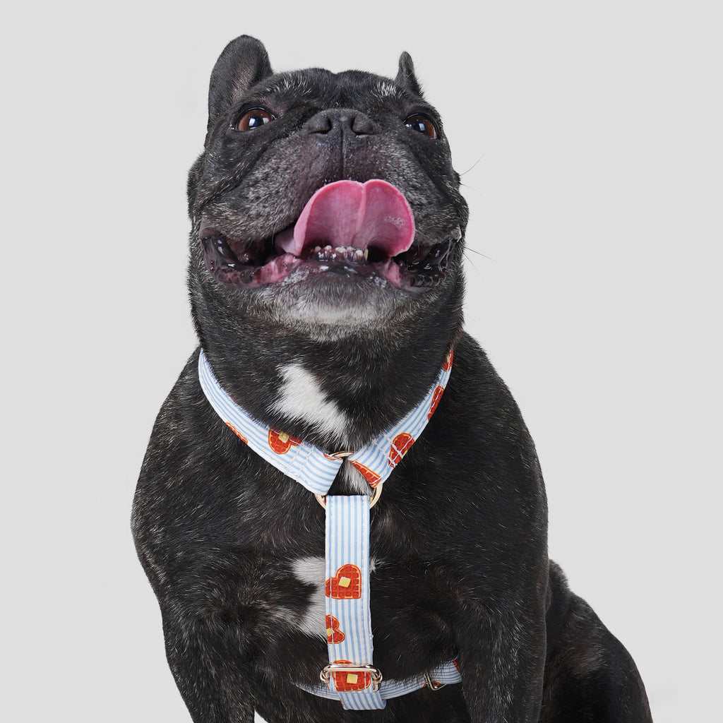 100% Cotton Adjustable No Pull Dog Harness Butter Waffles dog wearing the harness front