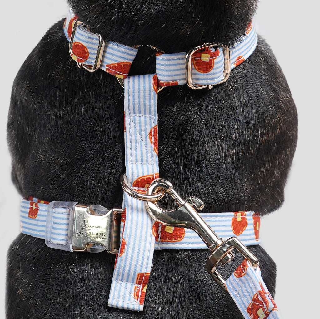 100% Cotton Adjustable No Pull Dog Harness Butter Waffles dog wearing the harness back