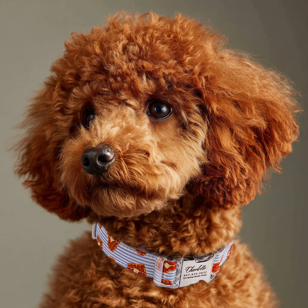 Dog wears 100% Cotton Personalized Dog Collar Engraved Silver Butter Waffles