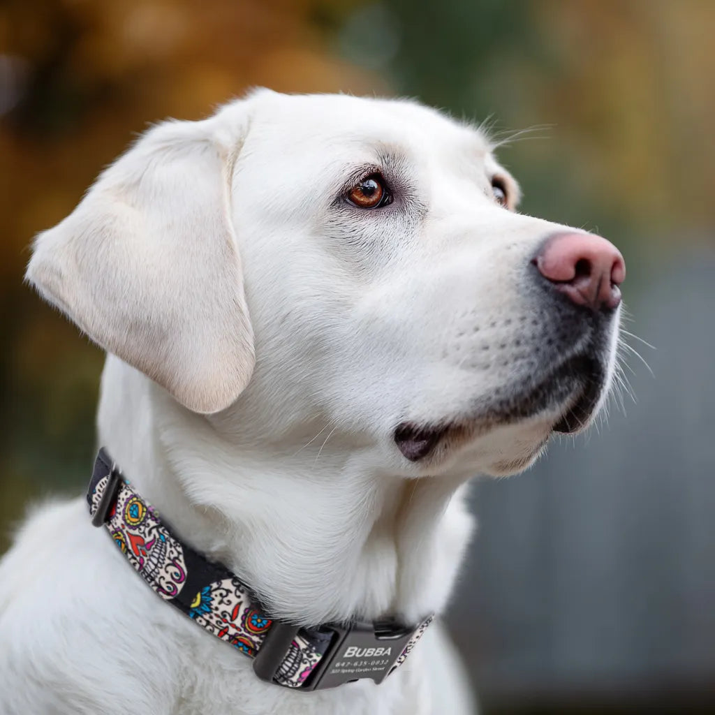 Dog wears 100% Cotton Personalized Dog Collar Engraved Black Sugar Skull 