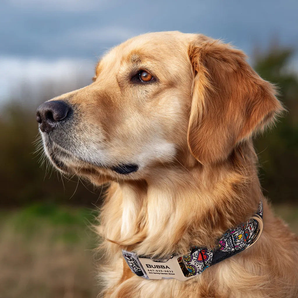 Dog wears 100% Cotton Personalized Dog Collar Engraved Gold Sugar Skull