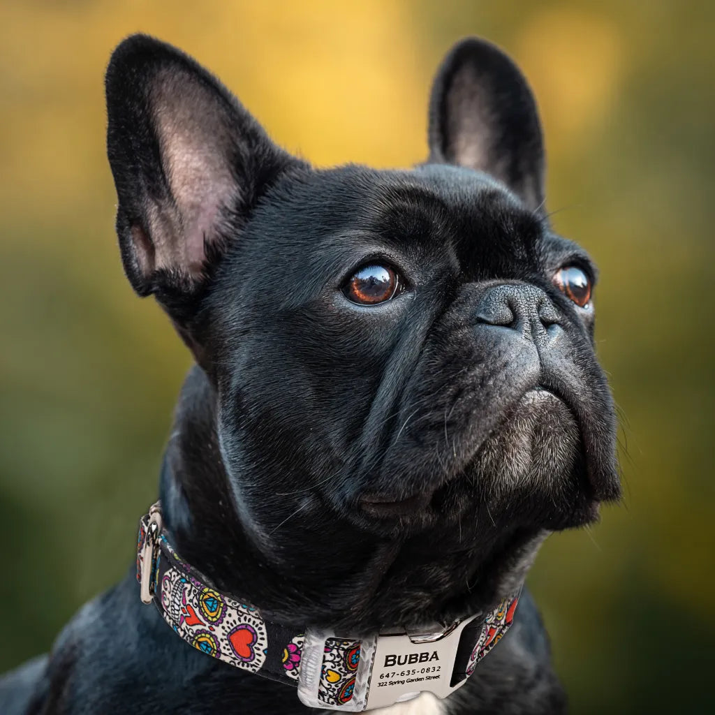 Dog wears 100% Cotton Personalized Dog Collar Engraved Silver Sugar Skull