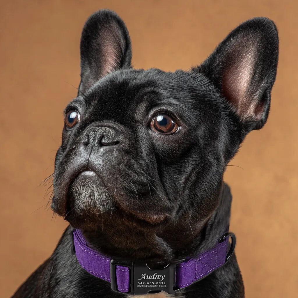 Dog wears 100% Cotton Personalized Dog Collar Engraved Black Purple Tornado