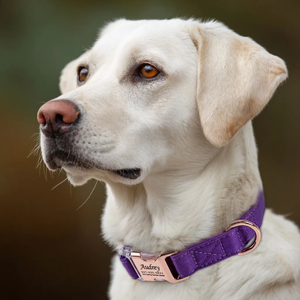 Dog wears 100% Cotton Personalized Dog Collar Engraved Rose Gold Purple Tornado
