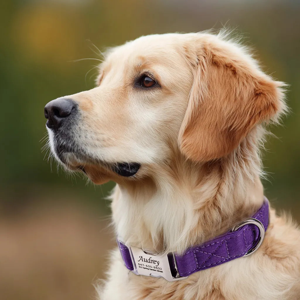 Dog wears 100% Cotton Personalized Dog Collar Engraved Silver Purple Tornado