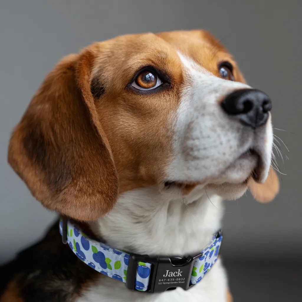 Dog wears 100% Cotton Personalized Dog Collar Engraved Black Blueberry