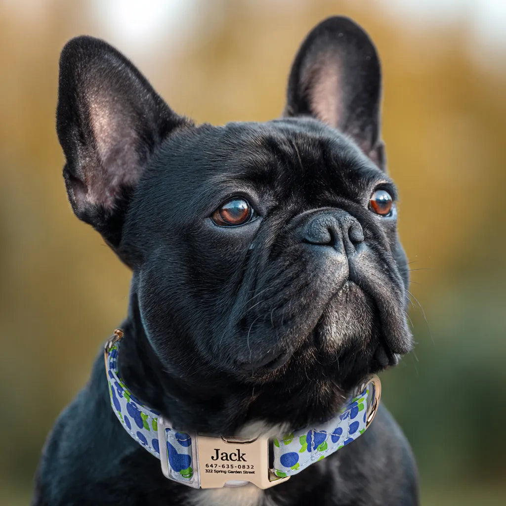 Dog wears 100% Cotton Personalized Dog Collar Engraved Gold  Blueberry