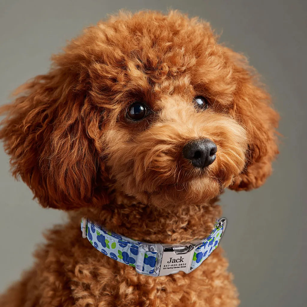 Dog wears 100% Cotton Personalized Dog Collar Engraved silver  Blueberry