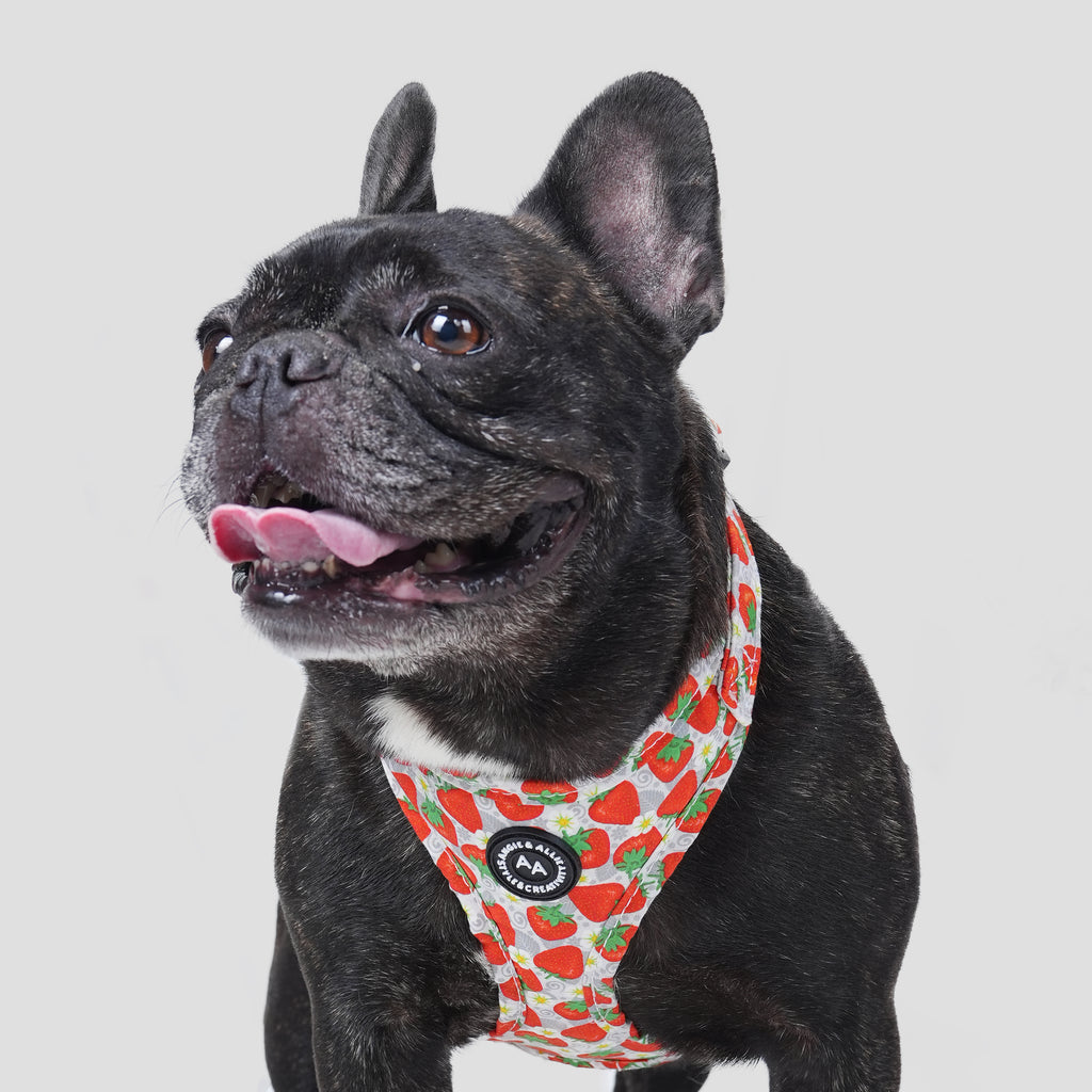 100% Cotton Adjustable No Pull Dog Harness Dancing Strawberries dog wearing the harness front