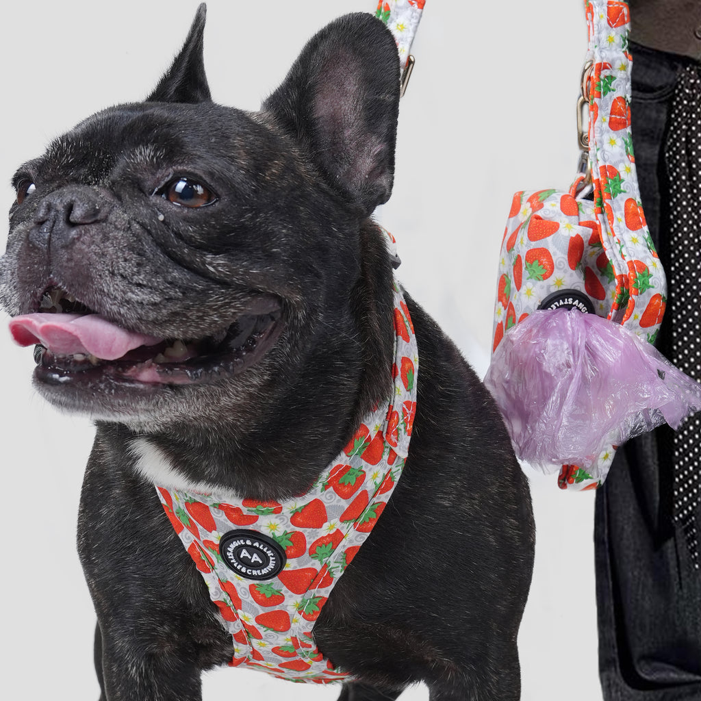 Dog wearing a dancing strawberry-patterned harness with a leash, standing next to a person