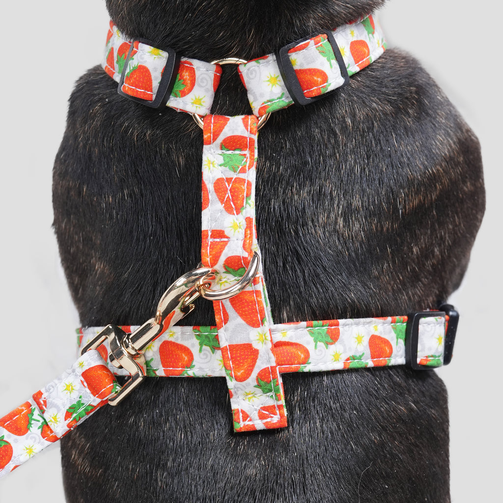 100% Cotton Adjustable No Pull Dog Harness Dancing Strawberries dog wearing the harness back