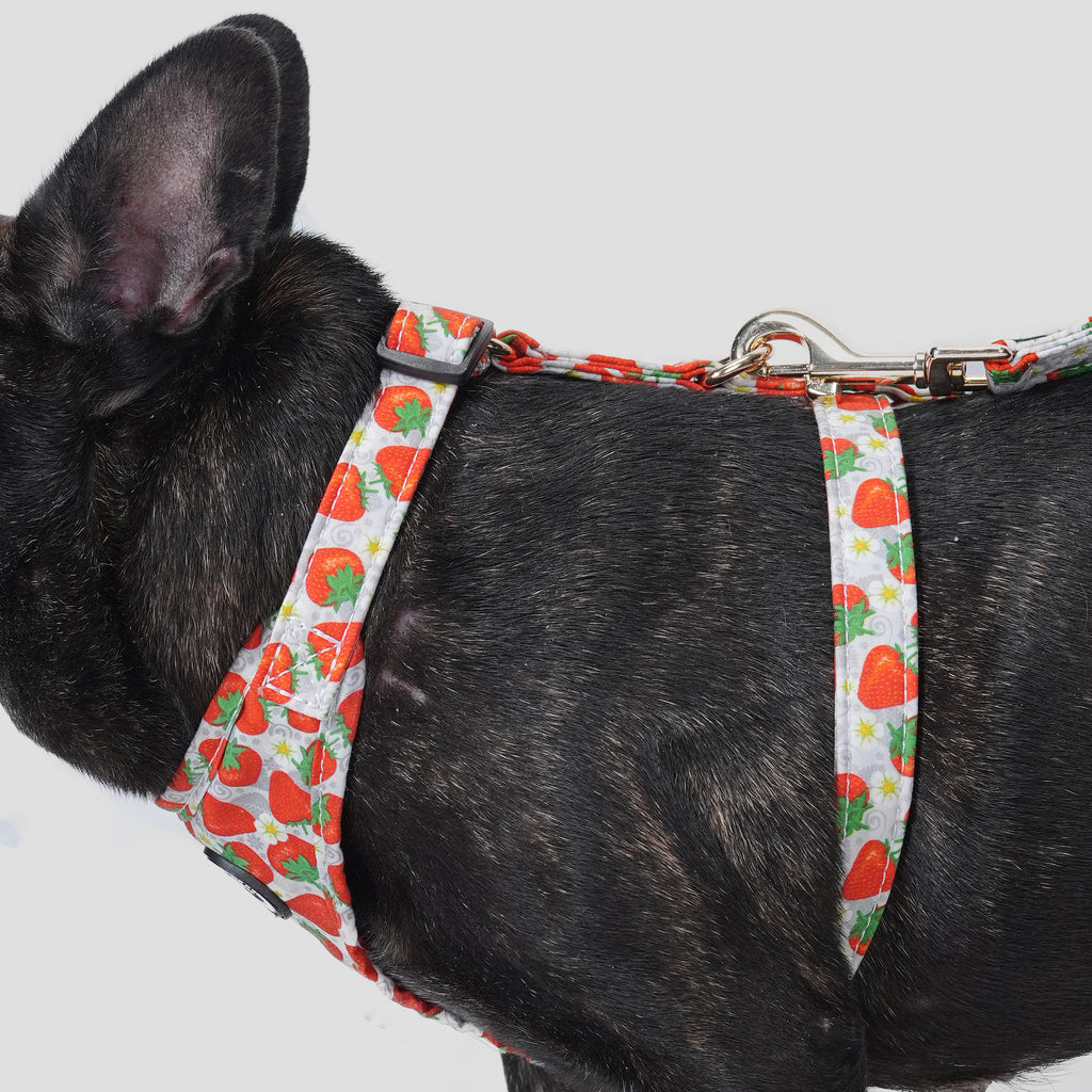 100% Cotton Adjustable No Pull Dog Harness Dancing Strawberries dog wearing the harness side
