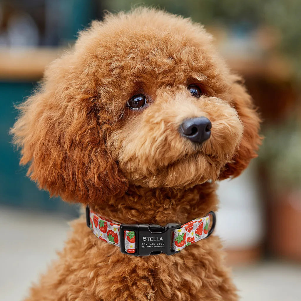 Dog wears 100% Cotton Personalized Dog Collar Engraved Black Dancing Strawberries