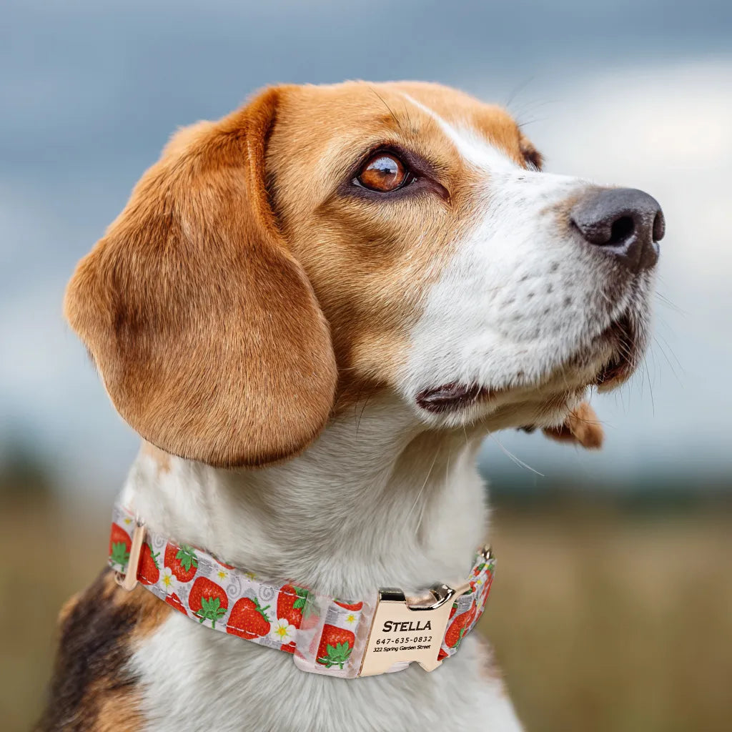 Dog wears 100% Cotton Personalized Dog Collar Engraved Gold Dancing Strawberries