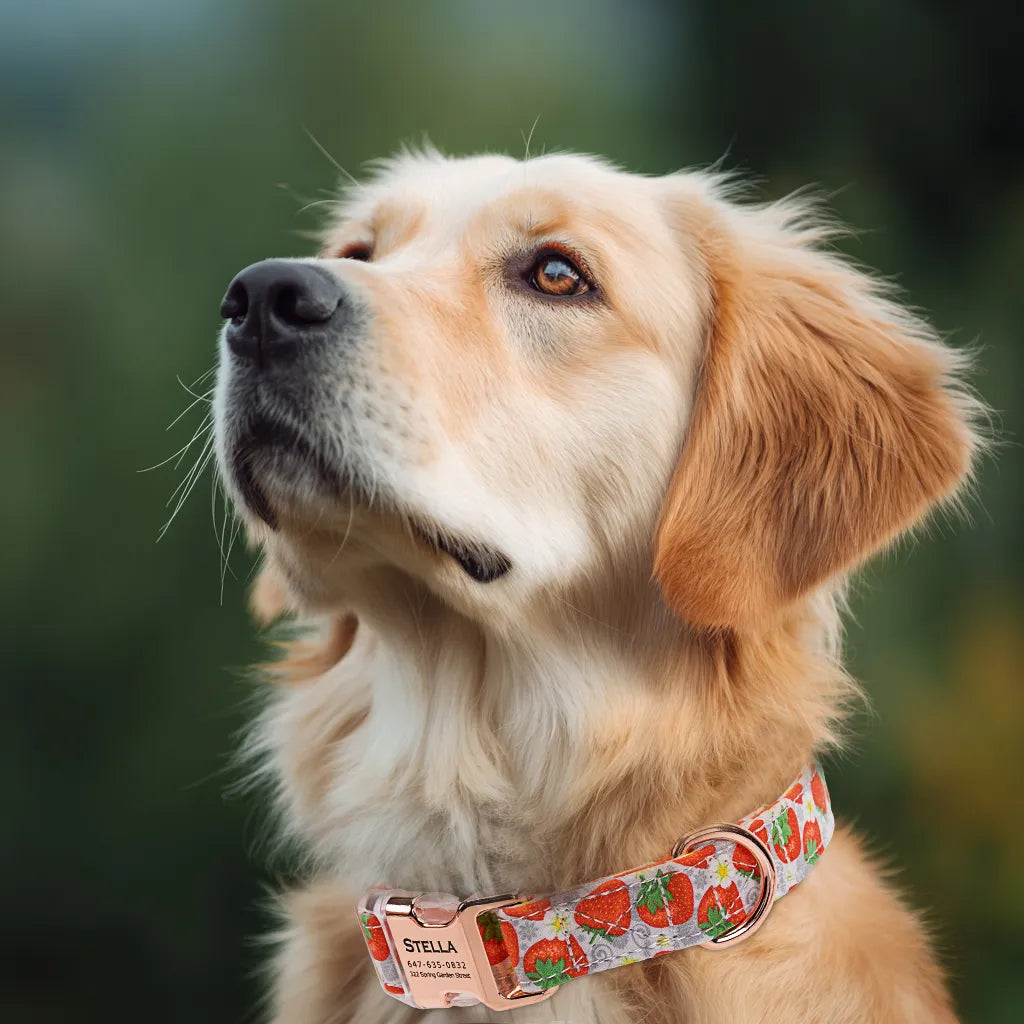 Dog wears 100% Cotton Personalized Dog Collar Engraved Rose Gold Dancing Strawberries