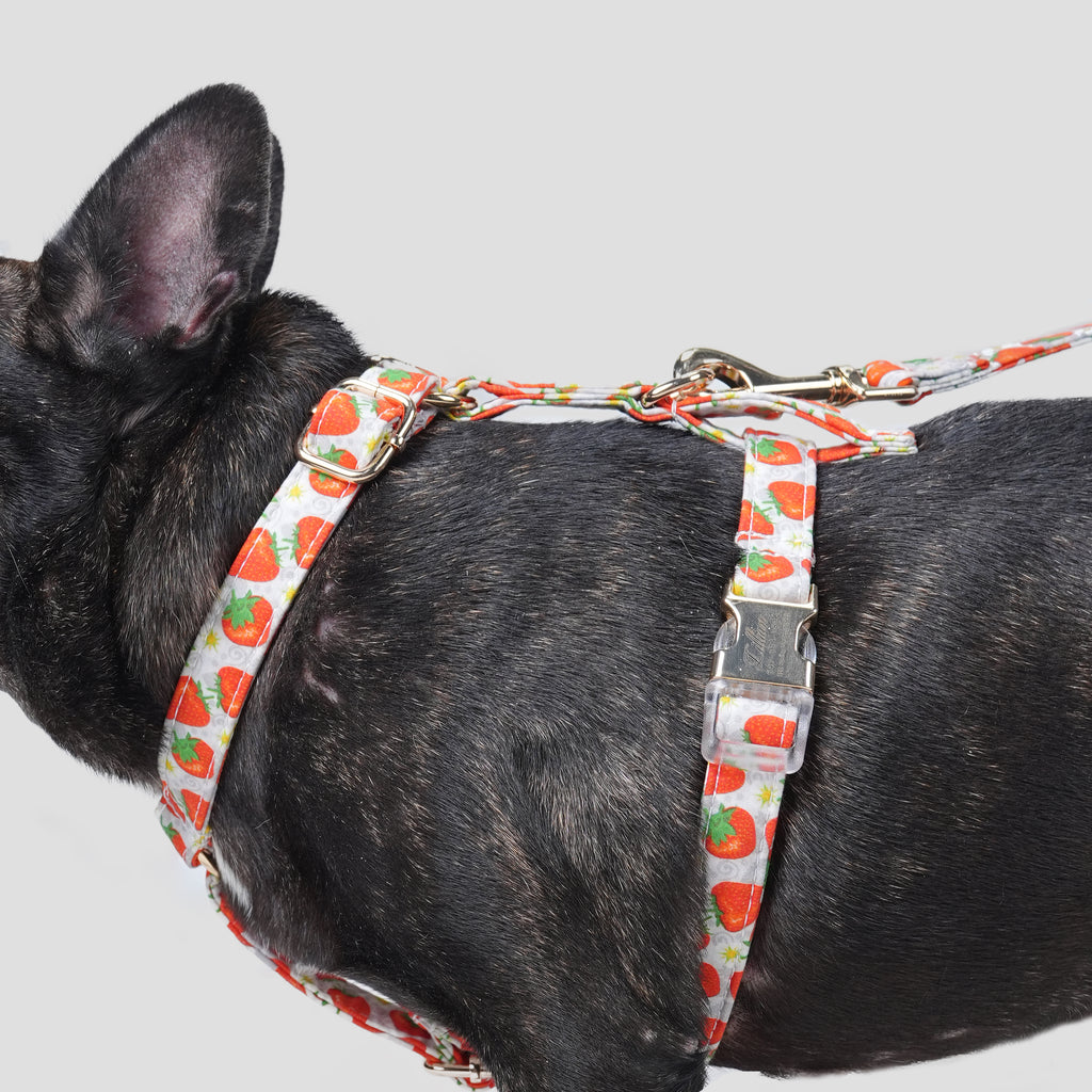 100% Cotton Adjustable No Pull Dog Harness Dancing Strawberries dog wearing the harness side