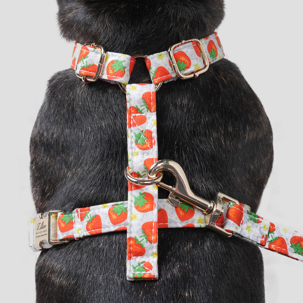 100% Cotton Adjustable No Pull Dog Harness Dancing Strawberries dog wearing the harness back