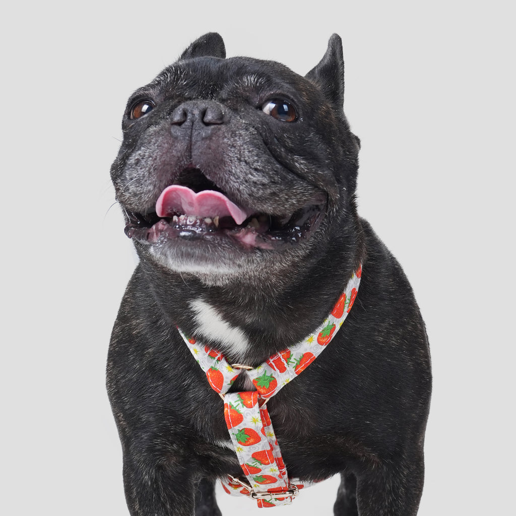 100% Cotton Adjustable No Pull Dog Harness Dancing Strawberries dog wearing the harness front