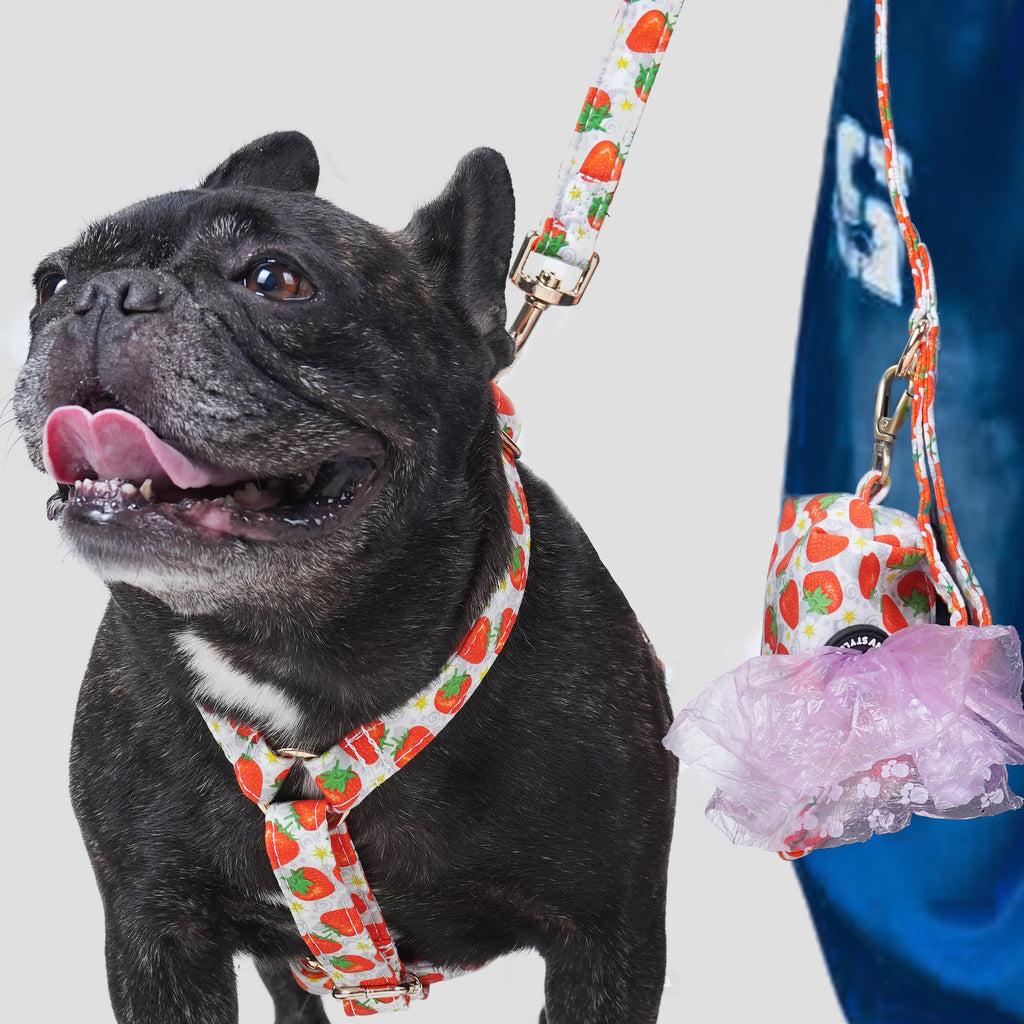 Dog wearing a dancing strawberry-patterned harness with a leash, standing next to a person