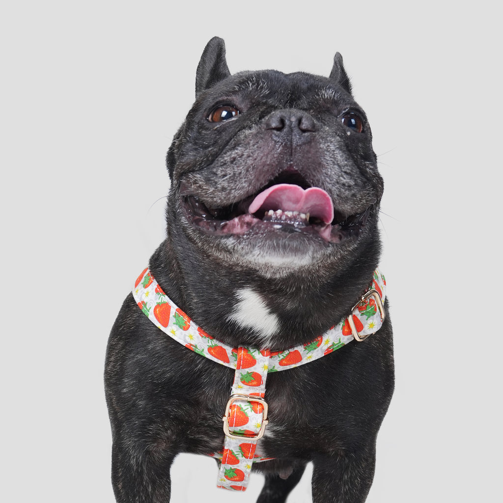 100% Cotton Adjustable Step-In Dog Harness Gold Dancing Strawberries dog wearing the harness front