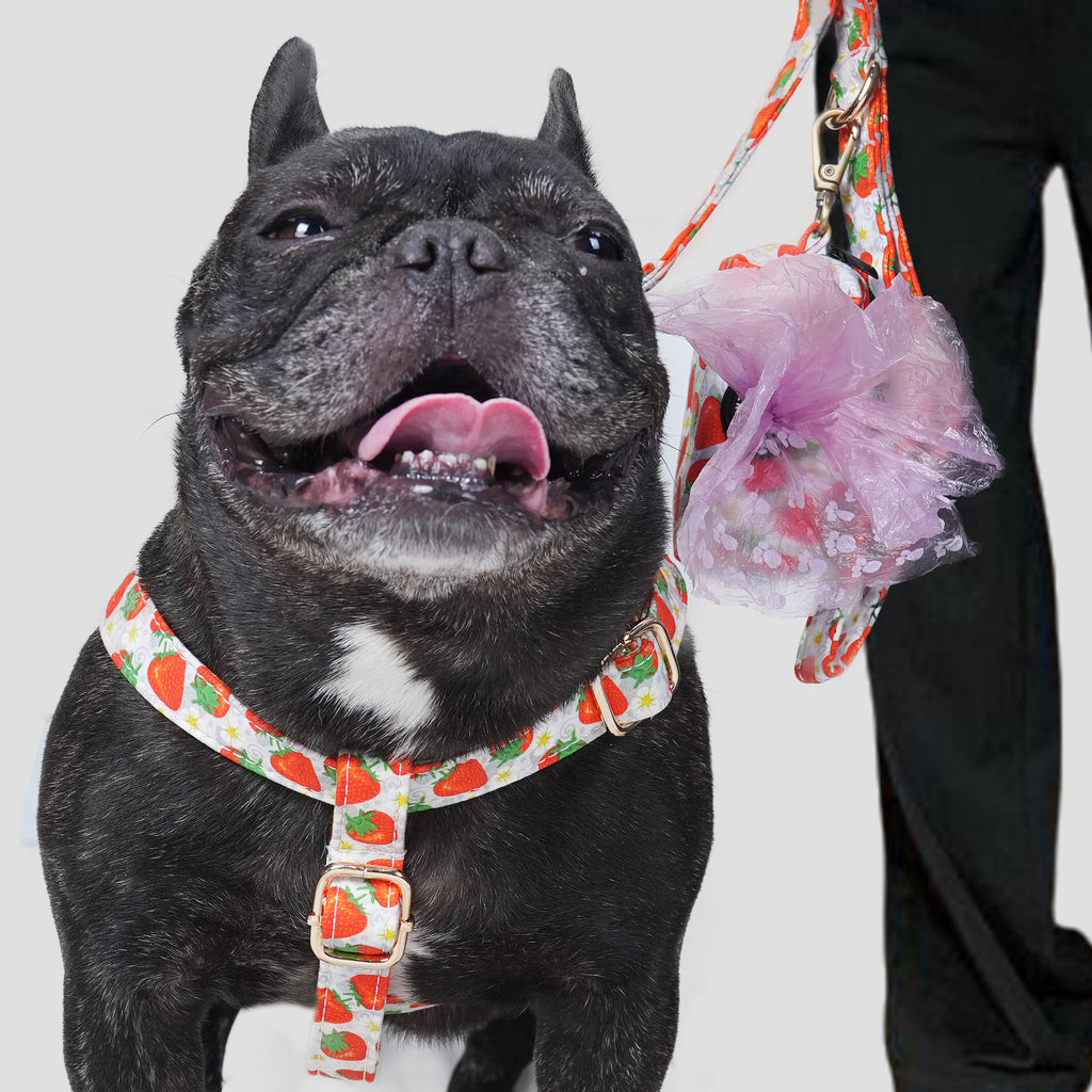 Dog wearing a dancing strawberry-patterned harness with a leash, standing next to a person