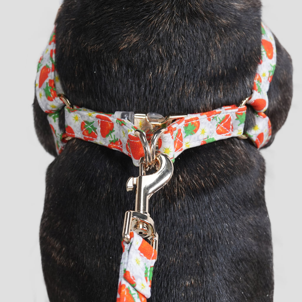 100% Cotton Adjustable Step-In Dog Harness Gold Dancing Strawberries dog wearing the harness back