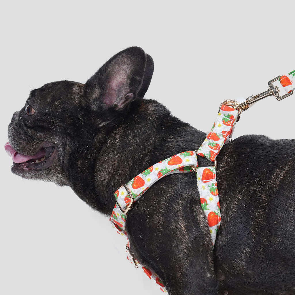 100% Cotton Adjustable Step-In Dog Harness Gold Dancing Strawberries dog wearing the harness side