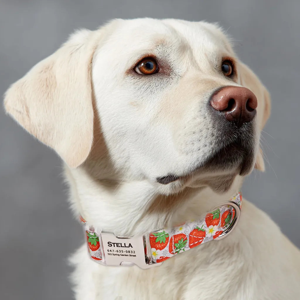 Dog wears 100% Cotton Personalized Dog Collar Engraved Silver Dancing Strawberries