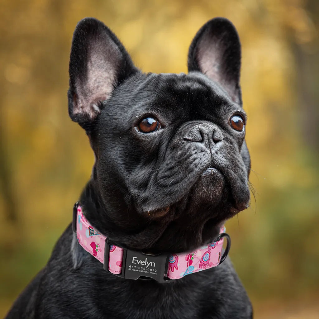 Dog wears 100% Cotton Personalized Dog Collar Engraved Black luna 