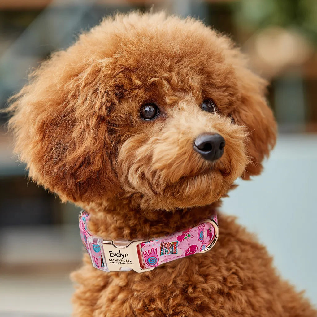 Dog wears 100% Cotton Personalized Dog Collar Engraved Gold luna lovegood 