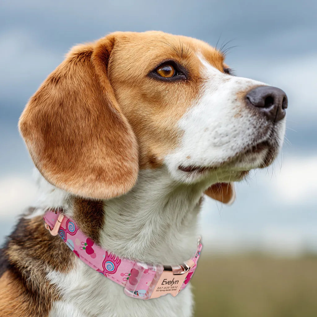 Dog wears 100% Cotton Personalized Dog Collar Engraved Rose Gold luna 
