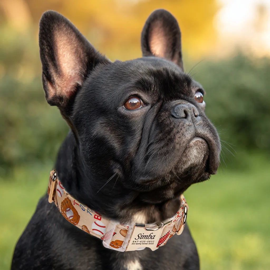 Dog wears 100% Cotton Personalized Dog Collar Engraved Gold Baseball