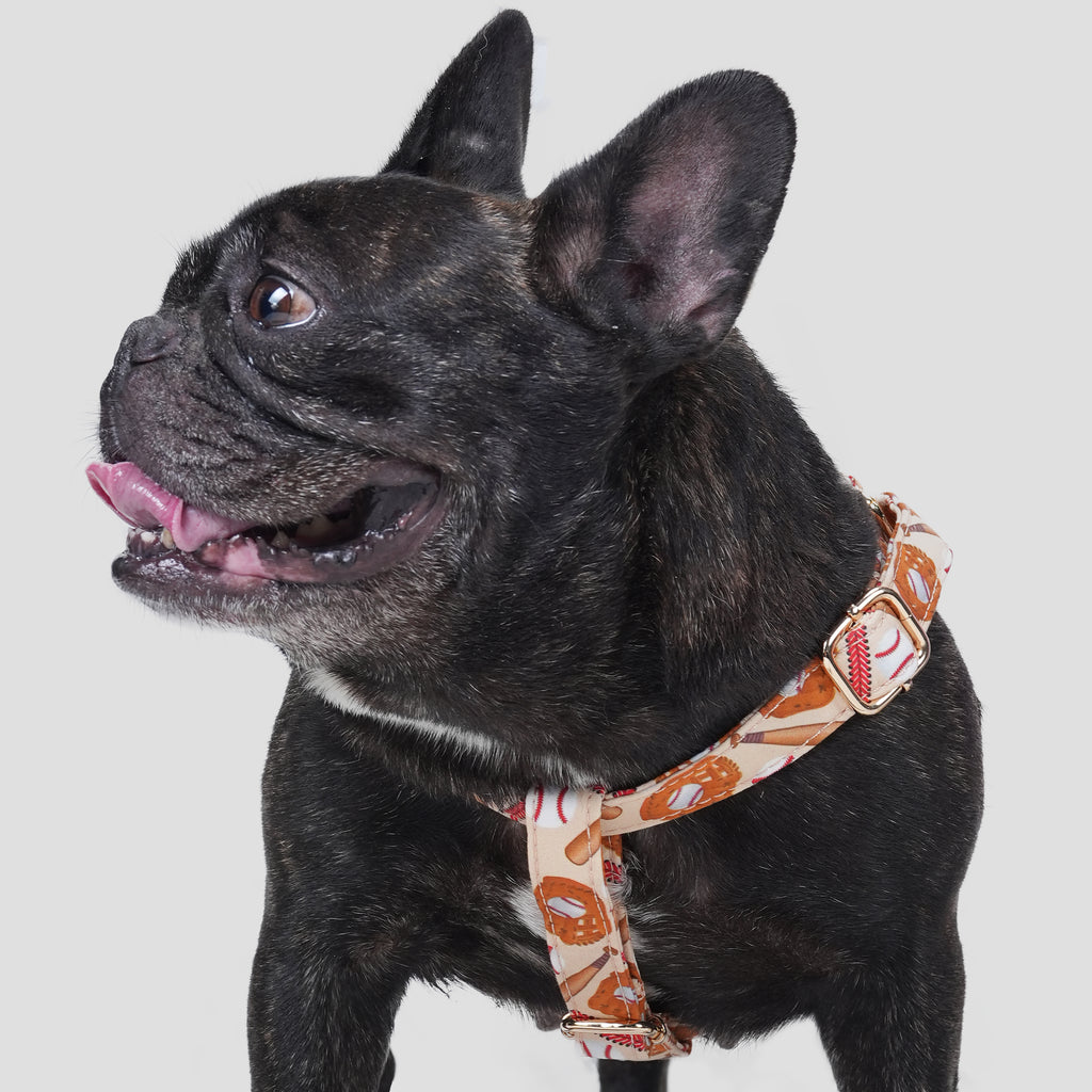 100% Cotton Adjustable Step-In Dog Harness Gold Baseball dog wearing the harness front