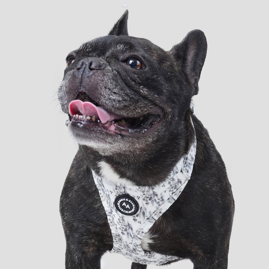 100% Cotton Adjustable No Pull Dog Harness Eucalyptus dog wears the harness front