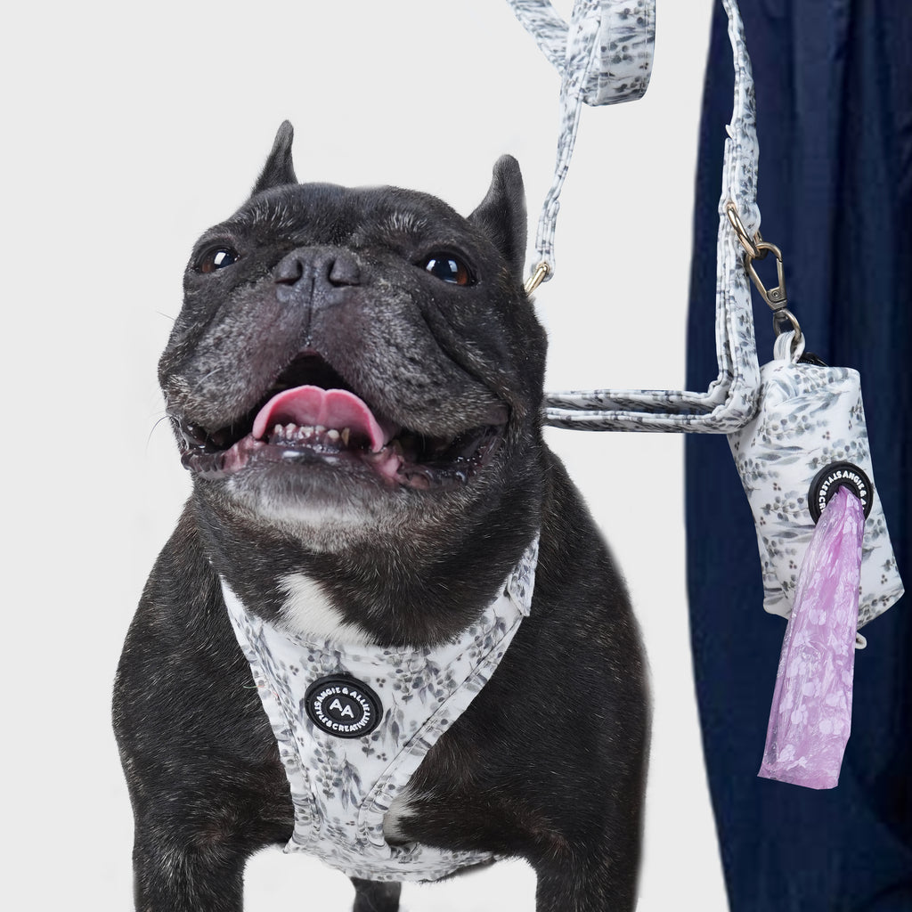 Dog wearing a Eucalyptus harness and leash on a light gray background
