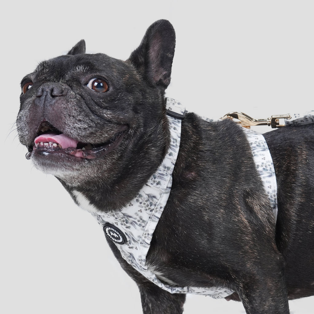 100% Cotton Adjustable No Pull Dog Harness Eucalyptus dog wears the harness side