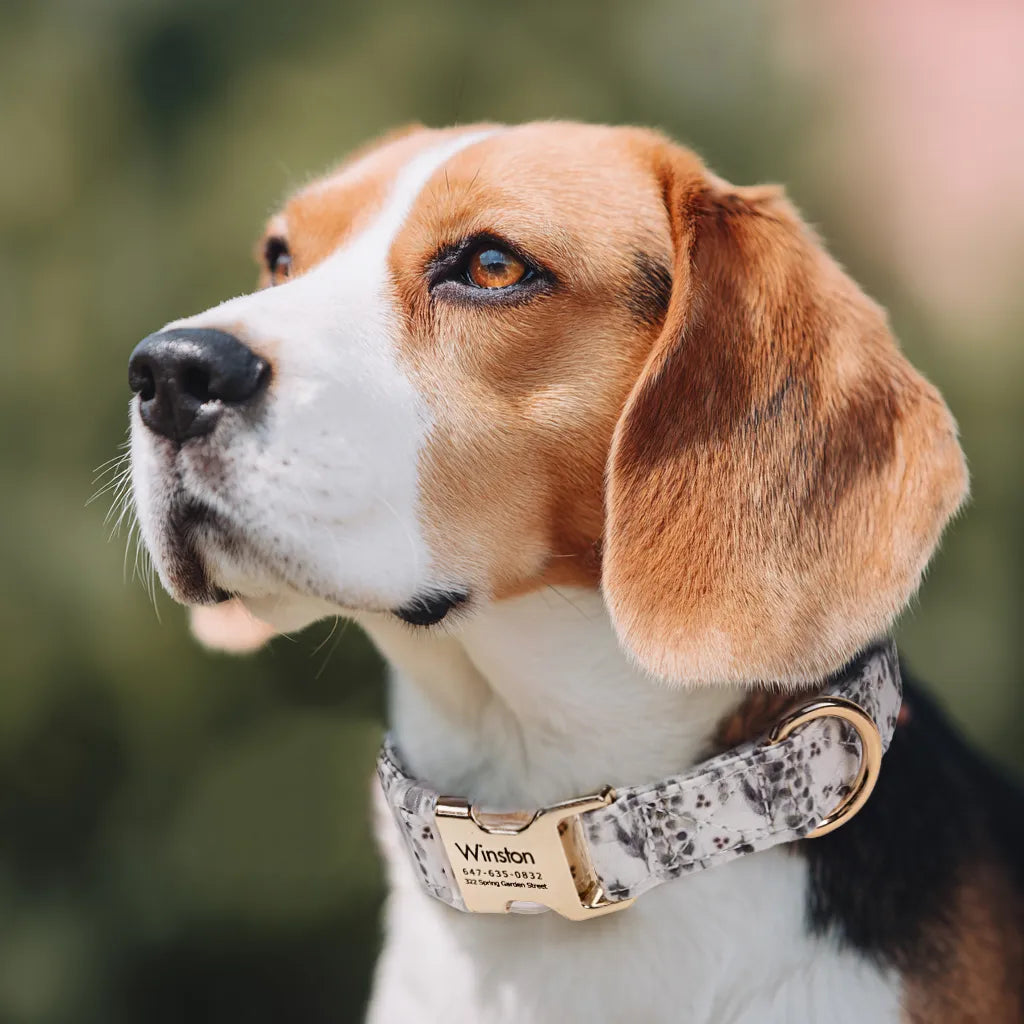 Dog wears 100% Cotton Personalized Dog Collar Engraved Gold Eucalyptus
