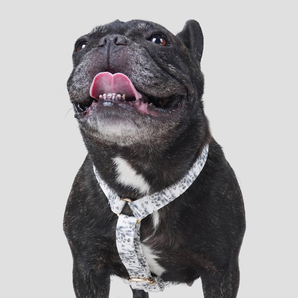 100% Cotton Adjustable No Pull Dog Harness Eucalyptus dog wears the harness front