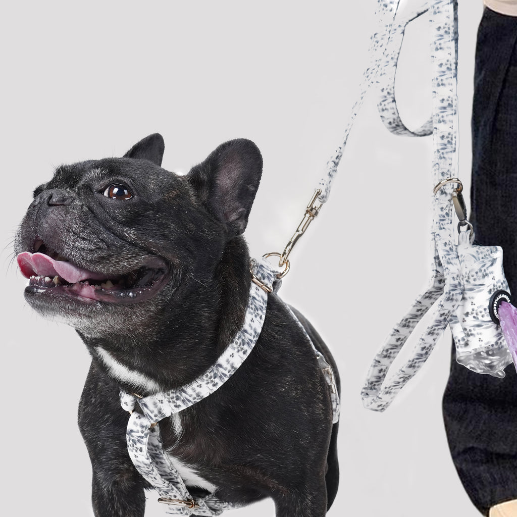 Dog wearing a Eucalyptus harness and leash on a light gray background