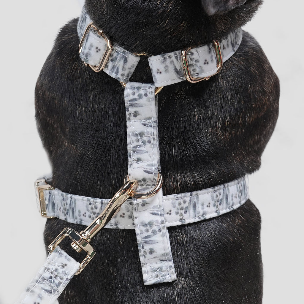 100% Cotton Adjustable No Pull Dog Harness Eucalyptus dog wears the harness back