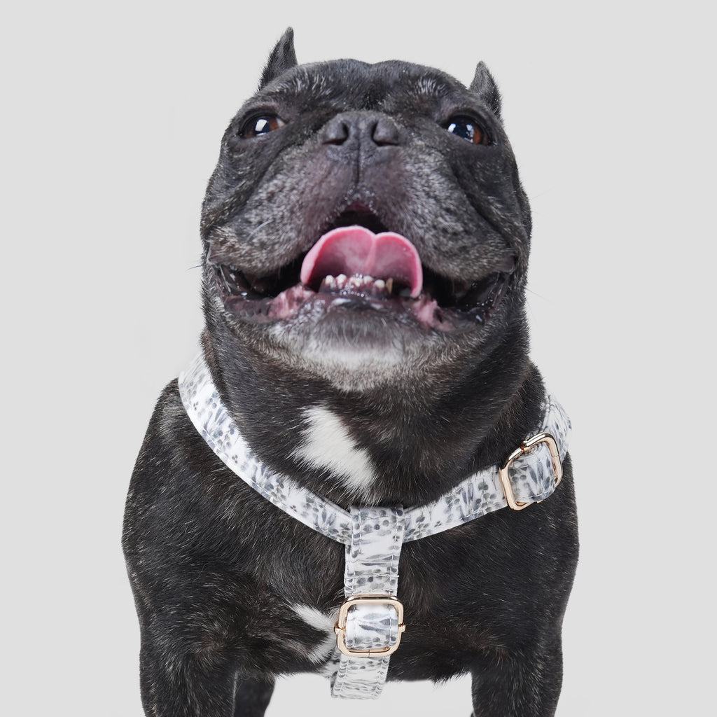 100% Cotton Adjustable Step-In Dog Harness Gold Eucalyptus dog wears the harness front