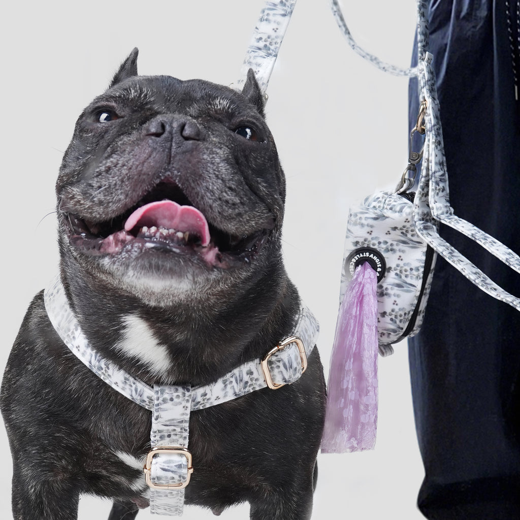 Dog wearing a Eucalyptus harness and leash on a light gray background