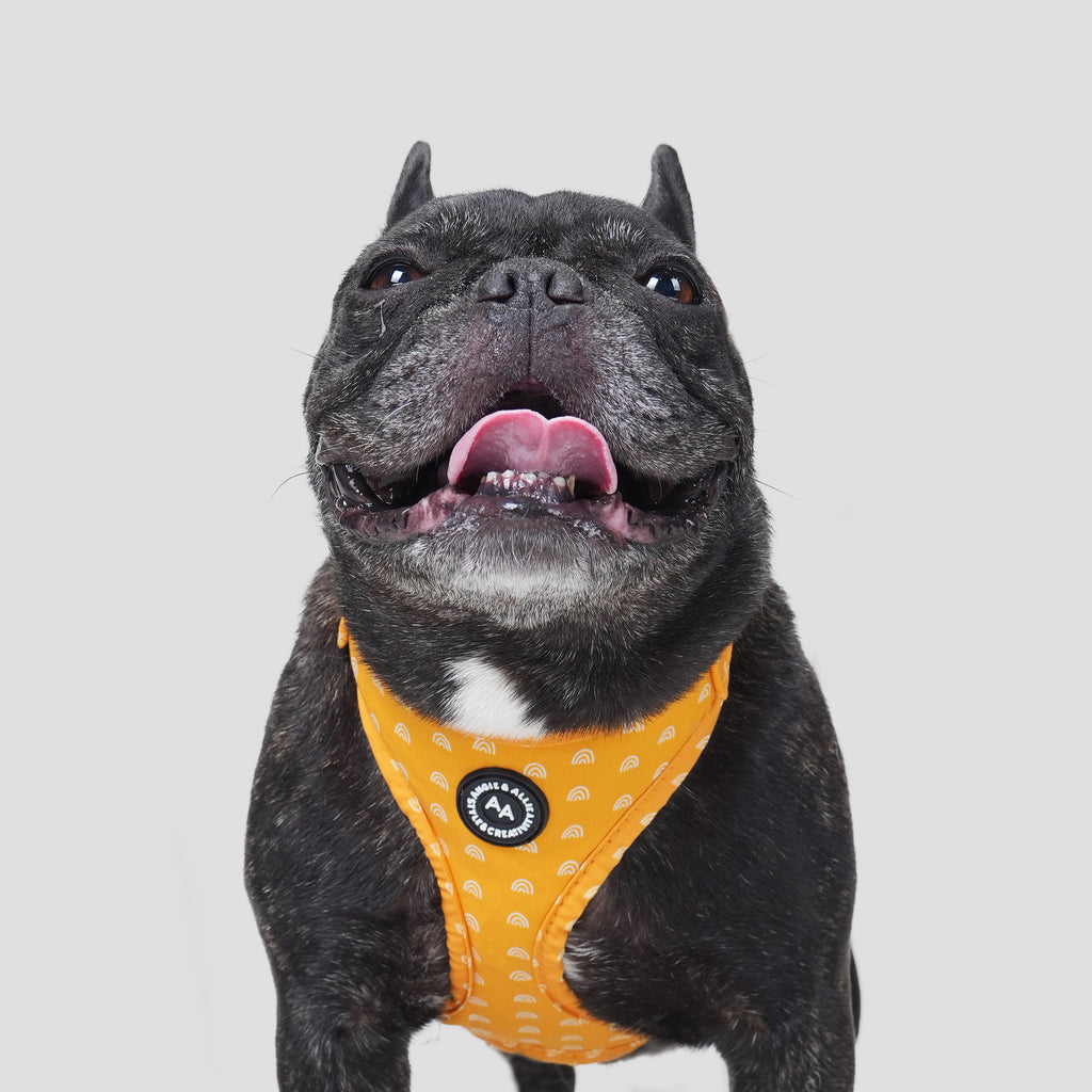 100% Cotton Adjustable No Pull Dog Harness Hobo Rainbow dog wears the harness front