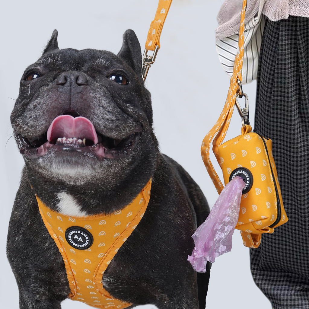 Dog wearing an Hobo Rainbow harness with a visible brand logo on a light gray background